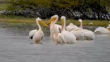Göç Eden Pelikanlar Bursa'da Mola Verdi