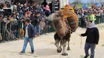 Saruhanlı’da deve güreşlerine binlerce vatandaş akın etti