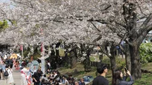 Tokyo'da Sakuralar Şenliği Yaşandı
