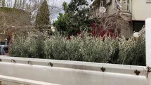 Sarıgöl'de Trilye Zeytin Fidanlarına İlgi Artıyor