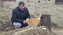 Muş’ta Kedilerin Vefalı Bekleyişi