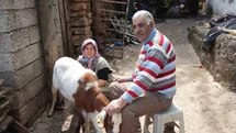 Keçileriyle Geçim Sağlayan Çiftin Sorunları