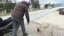 Edremit'te Sokak Köpeklerine Destek