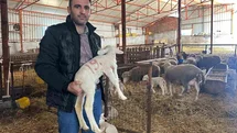 Karacabey'de Safkan Merinos Yetiştiriliyor