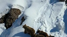 Kış Uykusundan Uyanan Ayılar Görüntülendi