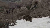 Hakkari'de Kış Uykusundan Uyanan Ayı Görüntülendi