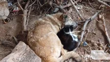 Üşüyen kedi ile köpek birbirine sığındı