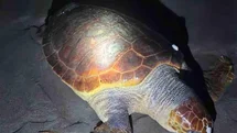 Antalya'da Ölü Caretta Caretta Bulundu