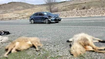 Elazığ'da Koyun Sürüsüne Otomobil Çarptı
