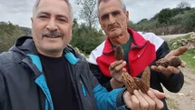 Manisa'da Kuzugöbeği Mantarına İlgi Artıyor