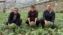 Antalya'da Kış Karpuzu Hasadı Başlıyor
