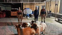 Kilis'te Kayıp Hayvanlar Bulundu