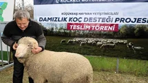 Kocaeli’de Damızlık Koç Desteği Projesi Başladı