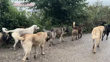 Aybastı’da Başıboş Köpek Sorunu