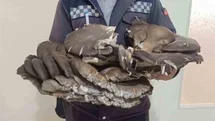 Beyşehir'de Bulunan 10 Kiloluk Mantar Şaşırttı