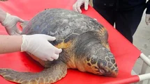 Tekirdağ'da Ölü Caretta Caretta Bulundu