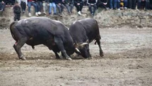 Artvin'de Boğa Güreşleri Sezonu Açıldı