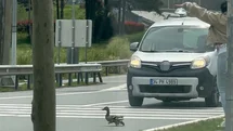 İstanbul'da Ördek Ailesi Geçiş Yaptı