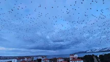 Tatvan'da Binlerce Kuş Gökyüzünde Uçtu
