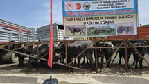 Yozgat'ta 20 Manda Üreticilere Dağıtıldı