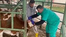 Beyşehir'de Hayvan Sağlığı Çalışmaları