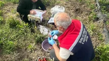 Aydın'da Çilek Bahçeleri Kontrol Edildi
