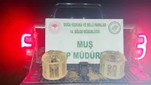 Muş'ta Kaçak Keklik Avı Yapıldı