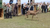 Ordu'da 16 Kızıl Geyik Doğaya Salındı