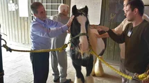 Pendik'te Atlı Terapi Uygulaması Başladı