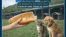 Germencik'te Bayat Ekmekler Sokak Hayvanlarına Mama Oluyor