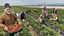 Mersin'de Çilek Hasadı Başladı