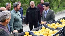 Arsuz’da Limon Hasadı Başladı