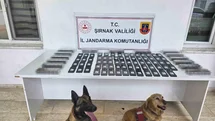 Şırnak’ta jandarmadan asayiş, kaçakçılık ve narkotik operasyonu