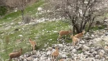 Elazığ'da Dağ Keçileri Görüntülendi