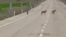 Kemah'ta Kurt Sürüsü Görüntülendi