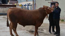 Bir ton 140 kilogramlık kurbanlık dana 575 bin liraya alıcı buldu