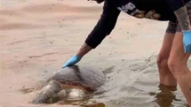 Tekirdağ'da Ölü Caretta Caretta Bulundu