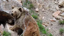 Tunceli'de Ayı ve Yavrusu Görüntülendi