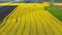 Kırklareli'nde Sarı Kanola Tarlaları