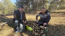 Kastamonu ormanlarında kuzugöbeği mantarı bolluğu