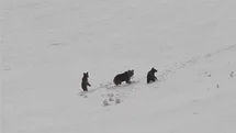 Erzincan'da Anne Ayı ve Yavruları Görüntülendi