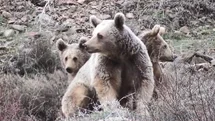 Tunceli'de Anne Ayı ve Yavruları Görüntülendi