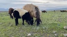 Ağrı’da küçükbaş hayvanlar meralara çıkarıldı
