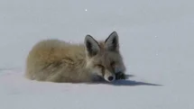 Tilki karla kaplı arazide dinlenirken görüntülendi