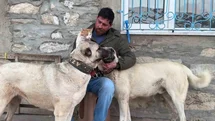 Kedi ile Kangal köpeklerinin dostluğu görenleri şaşırtıyor