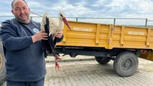 Kırklareli’de yaralı leyleğe şefkat eli
