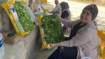 Manisa'da Asma Yaprağı Geliri Artıyor