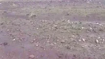 Iğdır'da Sel Felaketi: Hayvanlar Kurtarıldı