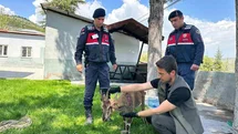 Elazığ'da Yaralı Dağ Keçisi Koruma Altına Alındı