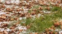 Dolu yağışı Antep fıstığı bahçelerine zarar verdi